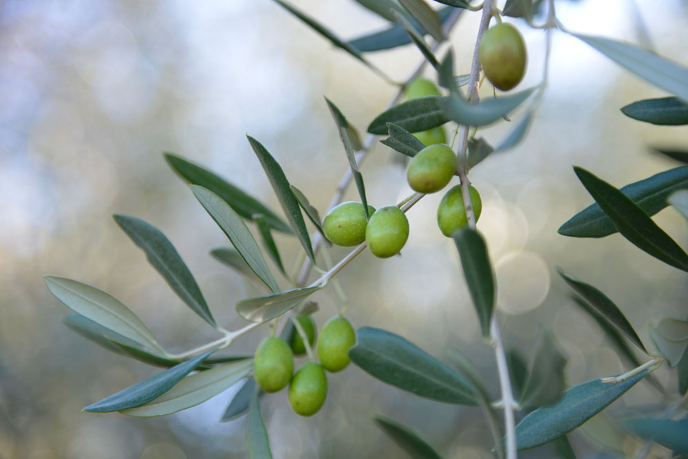 L'oliveraie Le Bravet